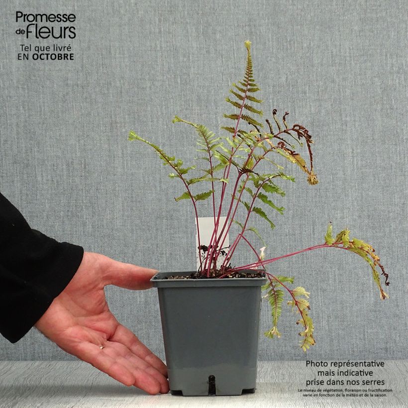 Spécimen de Athyrium niponicum Crested Surf - Fougère japonaise Godet de 8/9 cm tel que livré en automne