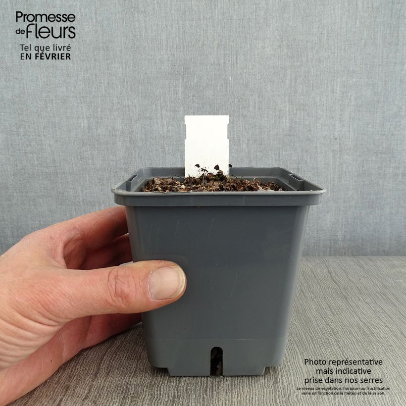 Spécimen de Athyrium niponicum Crested Surf - Fougère japonaise Godet de 8/9 cm tel que livré en hiver