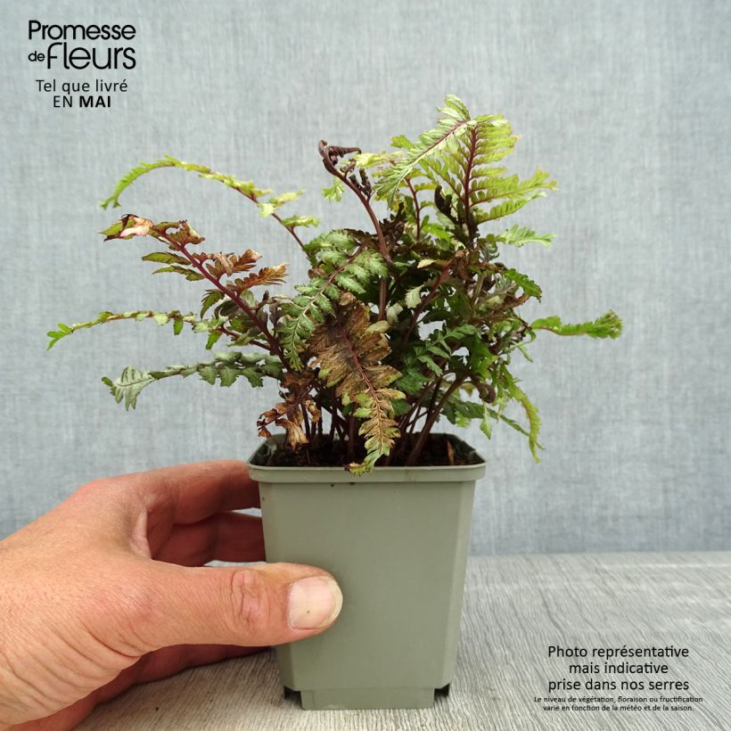 Spécimen de Athyrium niponicum Crested Surf - Fougère japonaise Godet de 8/9 cm tel que livré au printemps