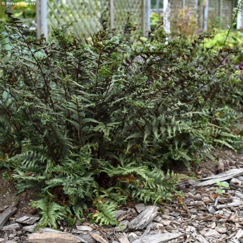 Athyrium niponicum Crested Surf - Fougère japonaise (Port)