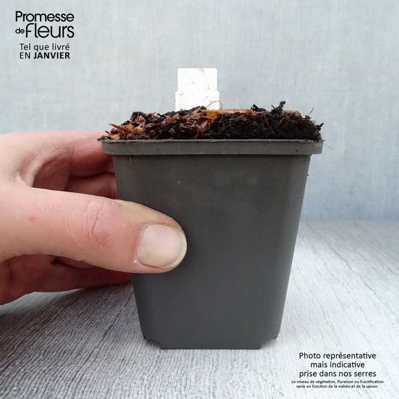 Spécimen de Athyrium niponicum Pewter Lace - Fougère Peinte Godet de 8/9 cm tel que livré en hiver