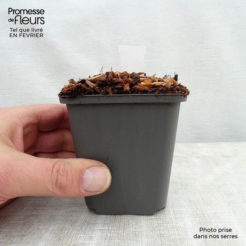 Spécimen de Athyrium niponicum Ursula's Red - Fougère japonaise Godet de 8/9 cm tel que livré en hiver