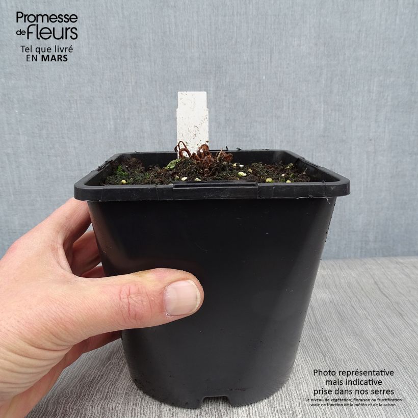 Spécimen de Athyrium niponicum pictum Metallicum - Fougère femelle japonaise Pot de 2L/3L tel que livré en hiver