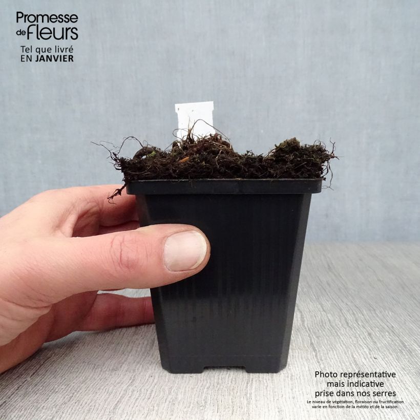 Spécimen de Athyrium niponicum var. pictum Red Beauty - Fougère femelle du Japon Godet de 8/9 cm tel que livré en hiver