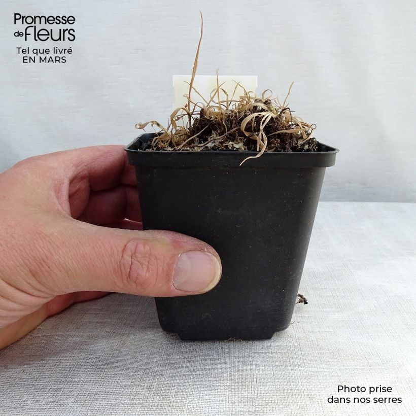 Amostra de Athyrium otophorum var. okanum Vaso de 2 L/3 L tal como entregue na primavera