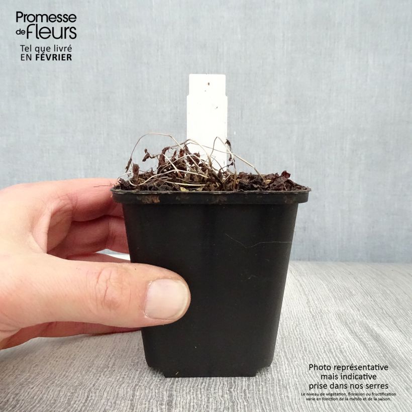 Spécimen de Athyrium vidalii - Fougère de Vidal Godet de 8/9 cm tel que livré en hiver