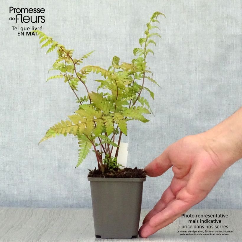 Spécimen de Athyrium vidalii - Fougère de Vidal Godet de 8/9 cm tel que livré au printemps