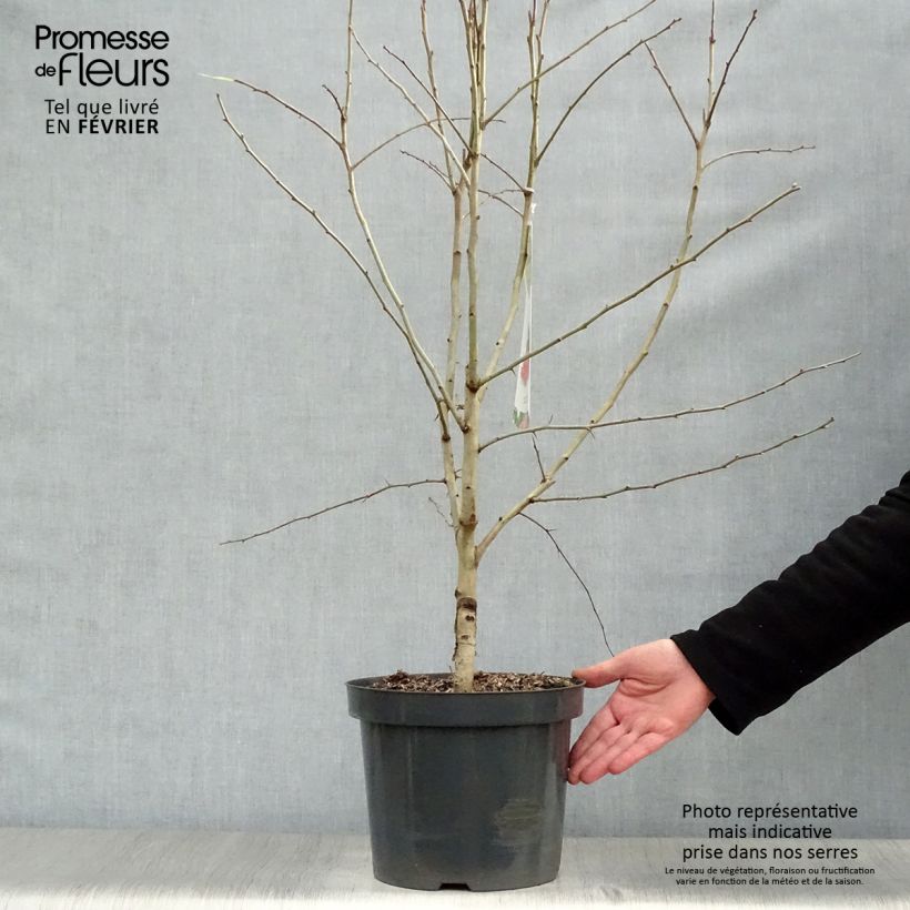 Spécimen de Aubépine - Crataegus laevigata Paul's Scarlet Pot de 7,5L/10L tel que livré en hiver