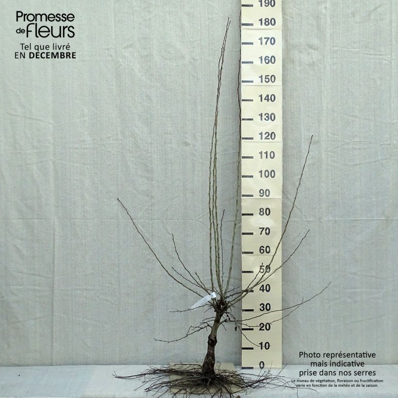 Spécimen de Aubépine - Crataegus laevigata Paul's Scarlet Racines nues tel que livré en hiver