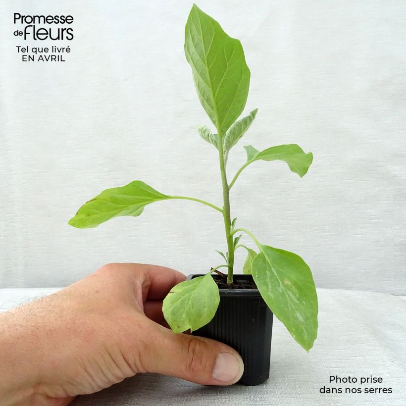 Spécimen de Aubergine Bonica F1 en plants Godet de 7/8 cm tel que livré au printemps
