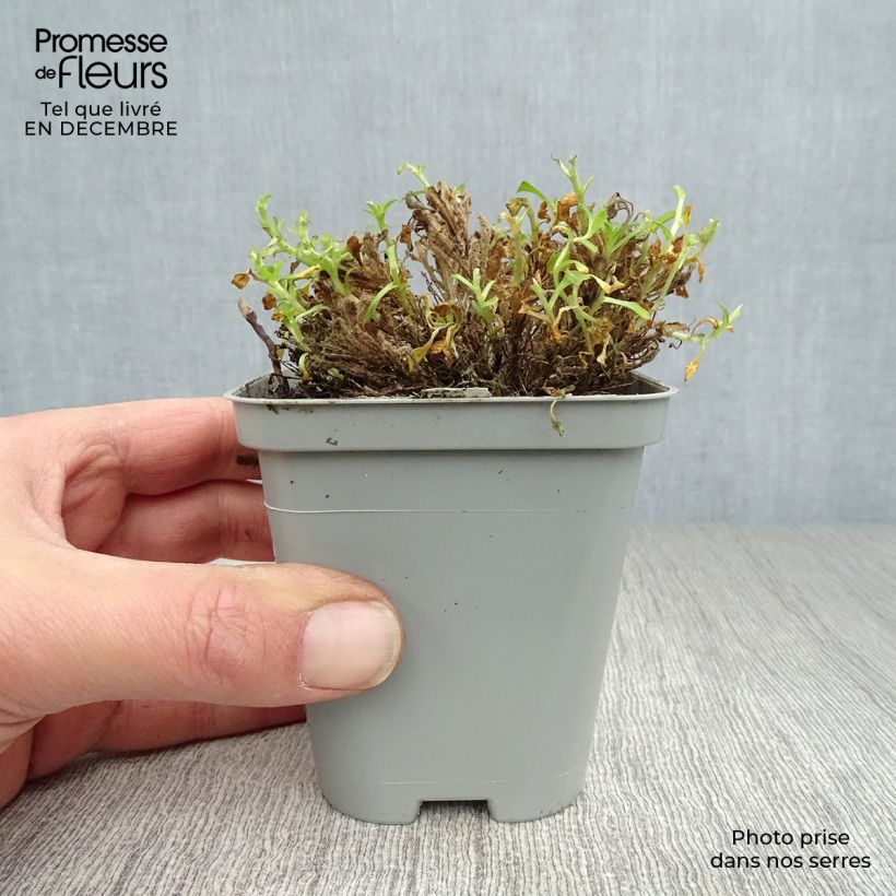 Spécimen de Aubrieta Bressingham Red - Aubriète rouge Godet de 8/9 cm tel que livré en hiver