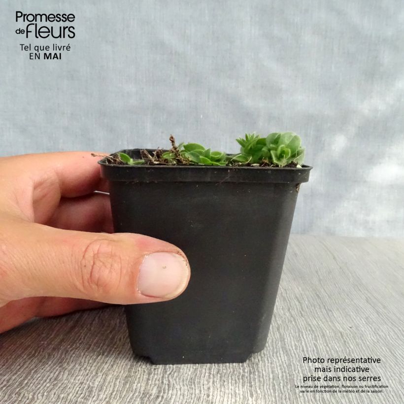 Spécimen de Aubrieta Bressingham Red - Aubriète rouge Godet de 8/9 cm tel que livré au printemps