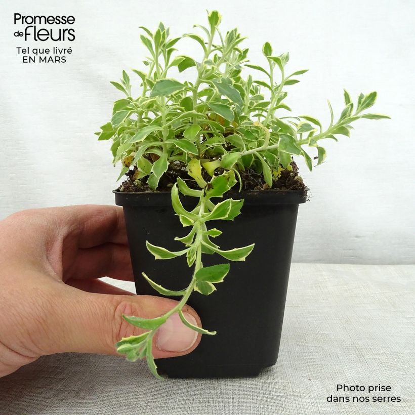 Spécimen de Aubrieta Dr Mules Variegated Godet de 8/9 cm tel que livré au printemps