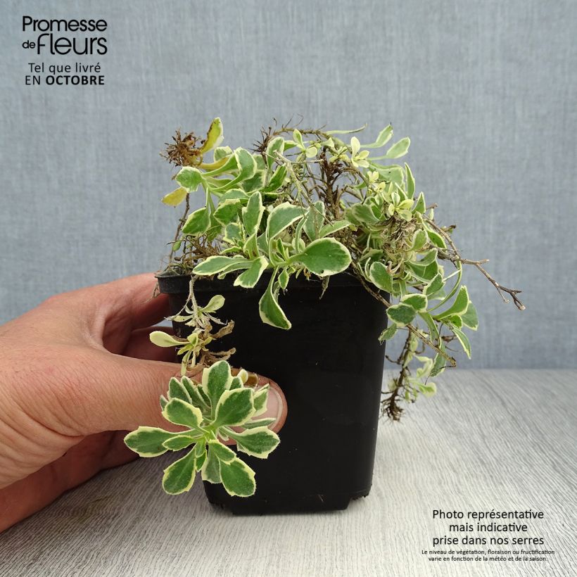 Spécimen de Aubrieta Dr Mules Variegated Godet de 8/9 cm tel que livré en automne