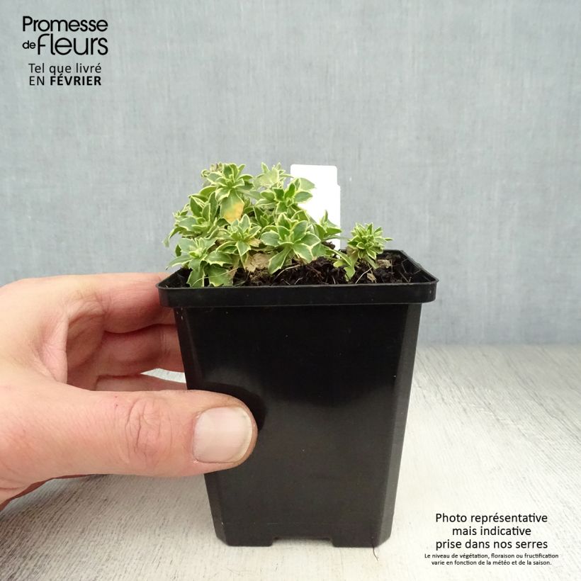 Spécimen de Aubriète, Aubrietia Argenteovariegata Godet de 8/9 cm tel que livré en hiver