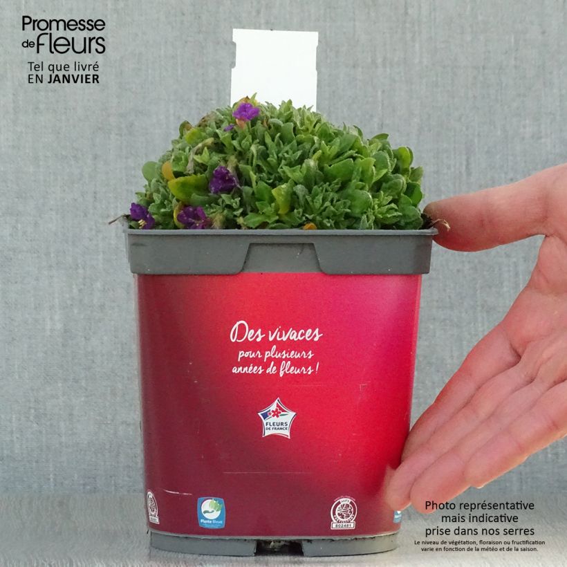 Spécimen de Aubriète Florado Rose-Red - Aubrieta gracilis Pot de 2L/3L tel que livré en hiver