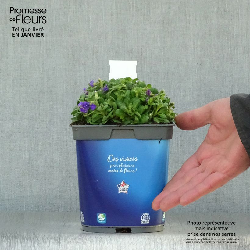 Spécimen de Aubriete Kitte® Bleu (Blue)  - Aubrieta x gracilis Pot de 2L/3L tel que livré en hiver