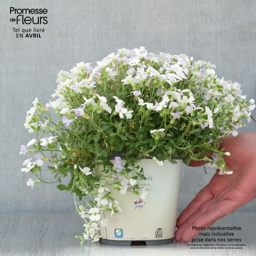 Spécimen de Aubriète Kitte White Pot de 2L/3L tel que livré au printemps