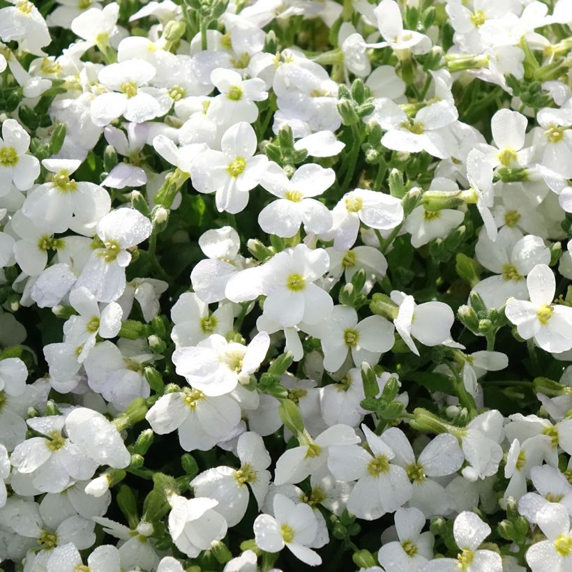 Aubriète Kitte White (Floraison)