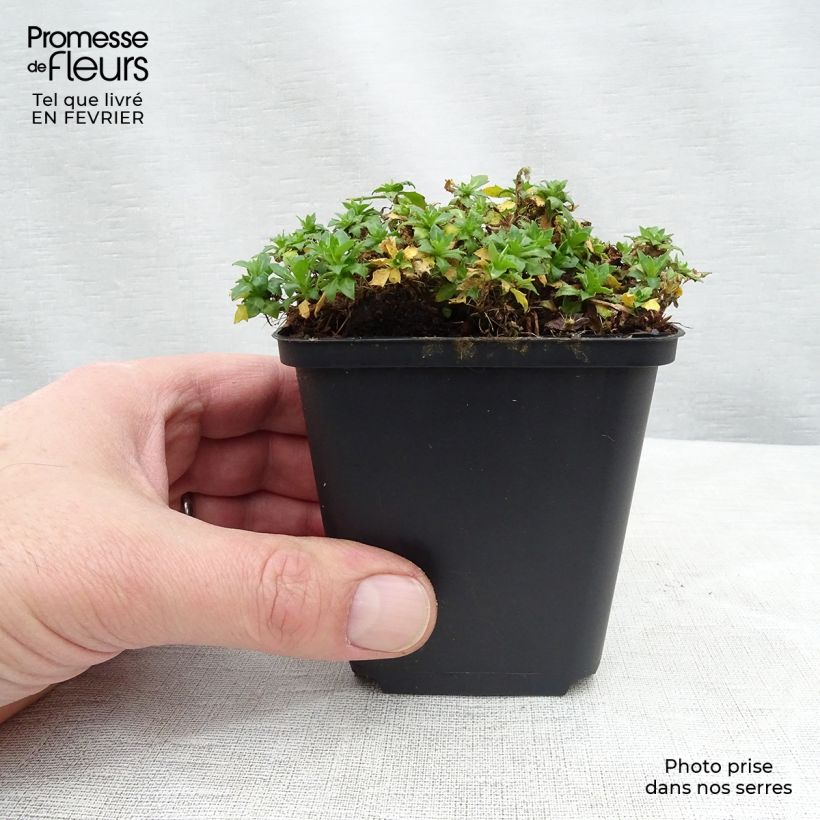 Spécimen de Aubriète blanche - Aubrieta Fiona Godet de 8/9 cm tel que livré en hiver