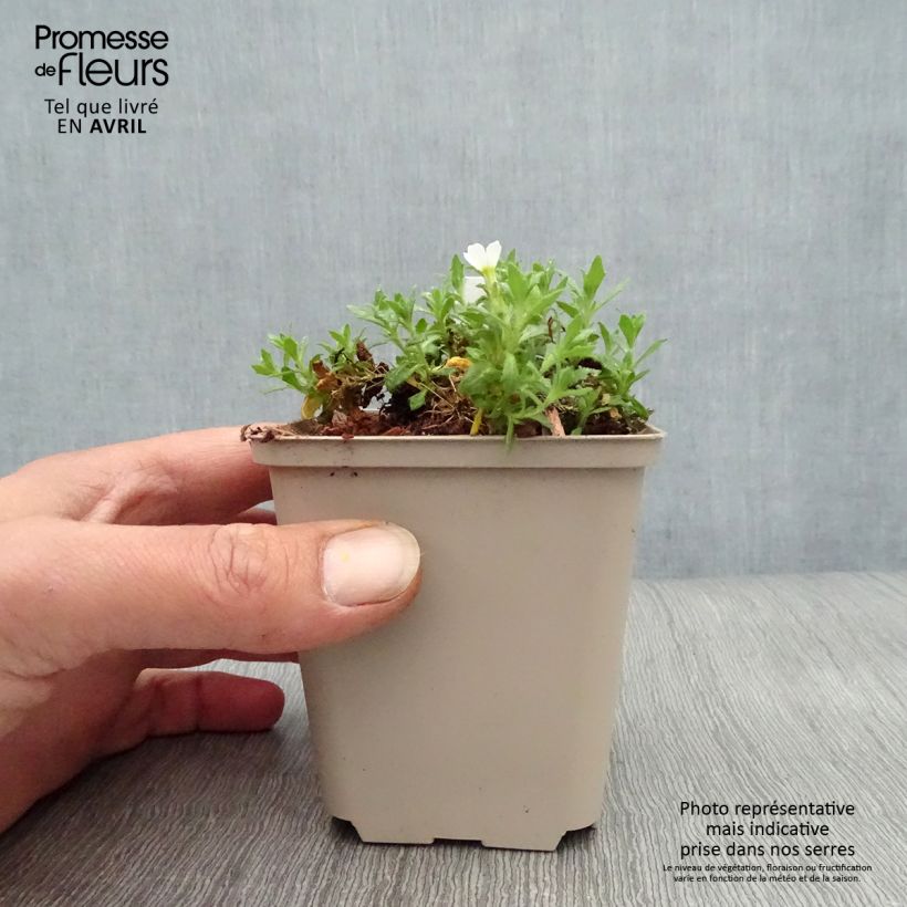 Aubrieta Fiona 8/9 cm pot sample as delivered in spring