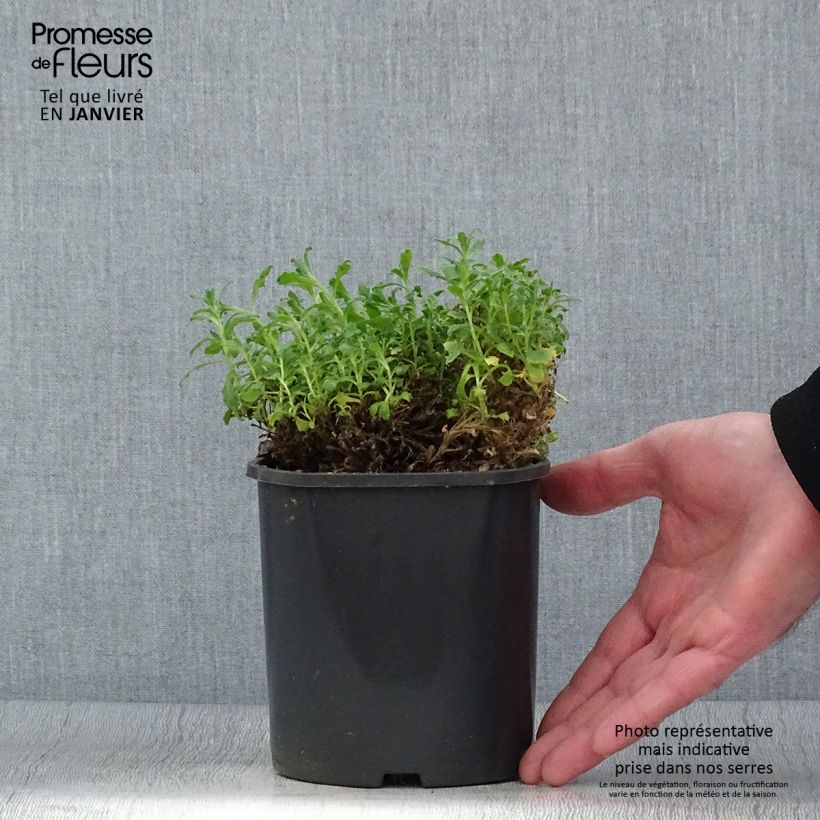 Spécimen de Aubriète bleue - Aubrieta Cascade Blue Pot de 2L/3L tel que livré en hiver