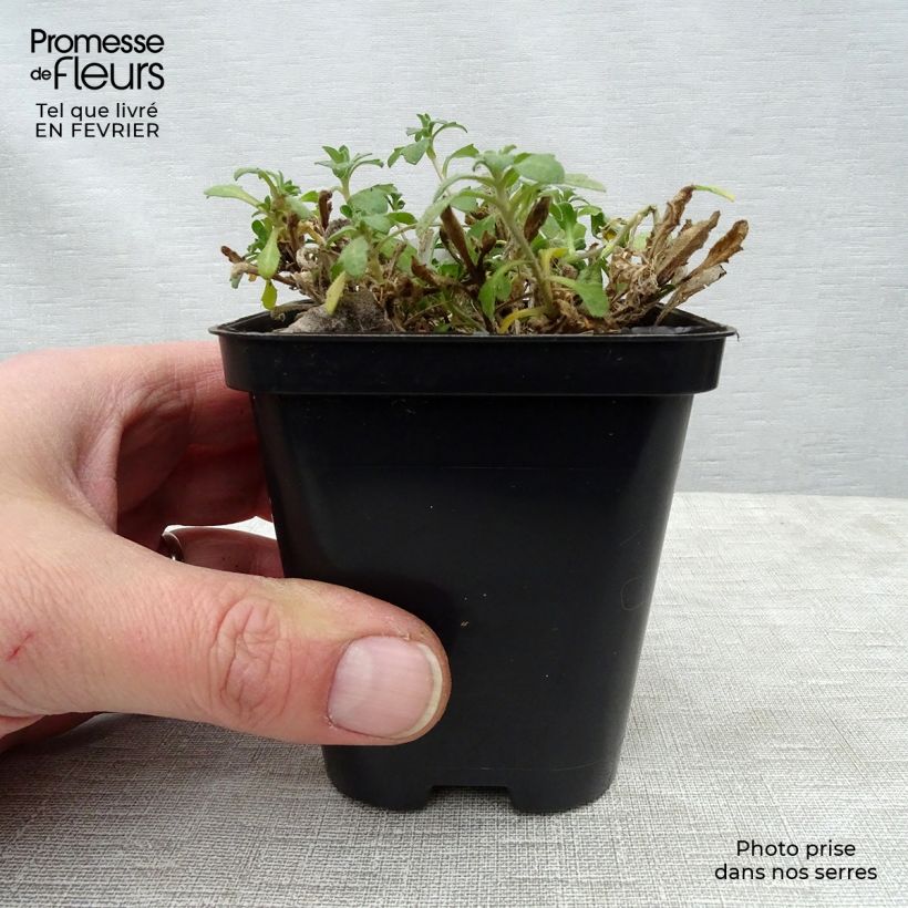 Spécimen de Aubriète mauve - Aubrieta x cultorum Hamburger Stadtpark Godet de 8/9 cm tel que livré en hiver