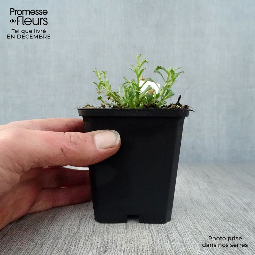 Spécimen de Aubriète rouge - Aubrieta Cascade Red Godet de 8/9 cm tel que livré en hiver