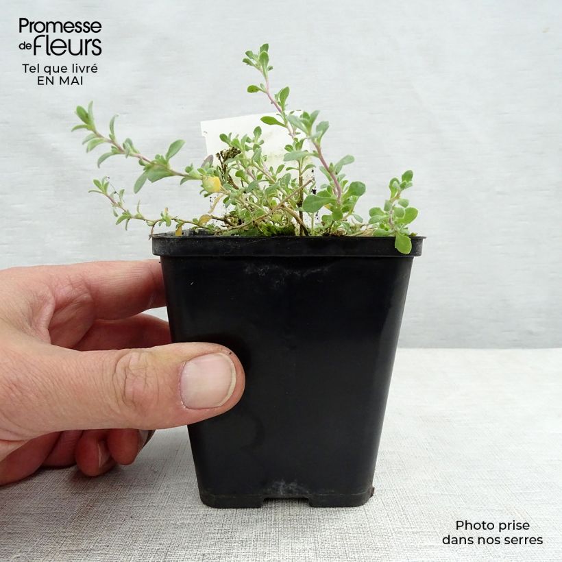 Spécimen de Aubriète violette - Aubrieta Cascade Purple Godet de 8/9 cm tel que livré au printemps