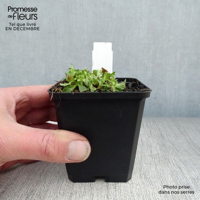 Spécimen de Aubriète violette - Aubrieta Cascade Purple Godet de 8/9 cm tel que livré en hiver