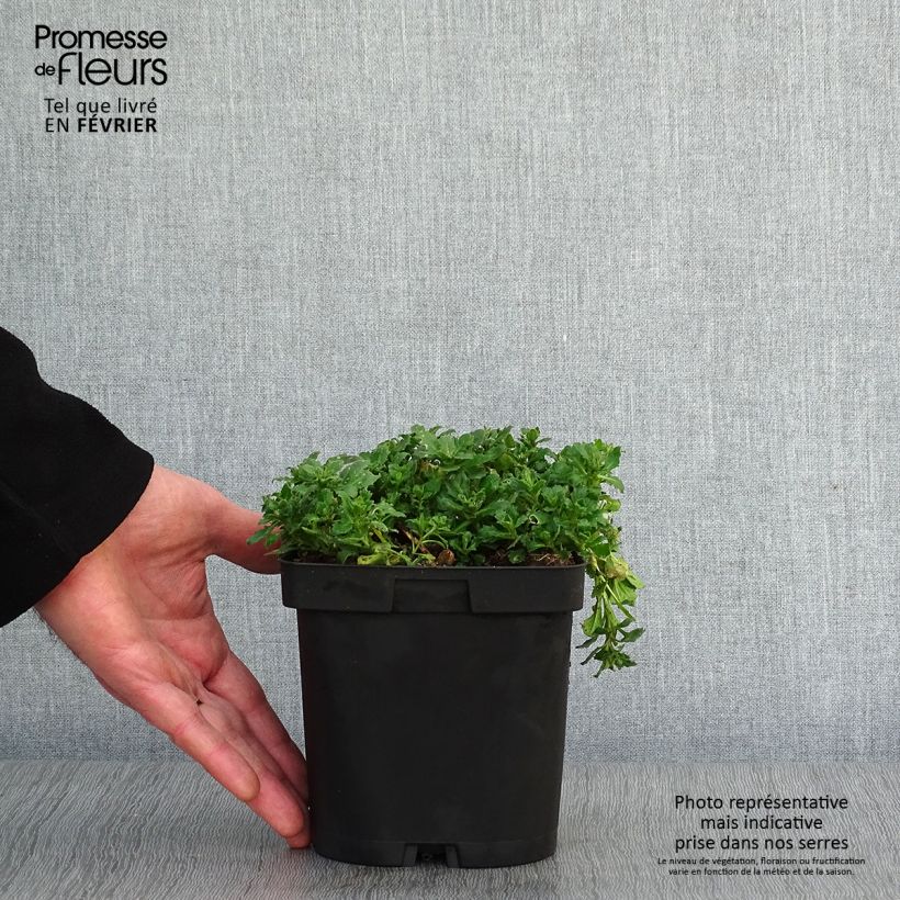 Spécimen de Aubriète violette - Aubrieta Cascade Purple Pot de 2L/3L tel que livré en hiver