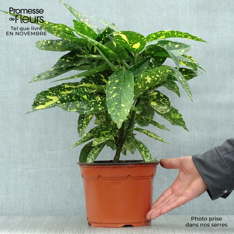 Spécimen de Aucuba japonica Crotonifolia Pot de 2L/3L tel que livré en automne
