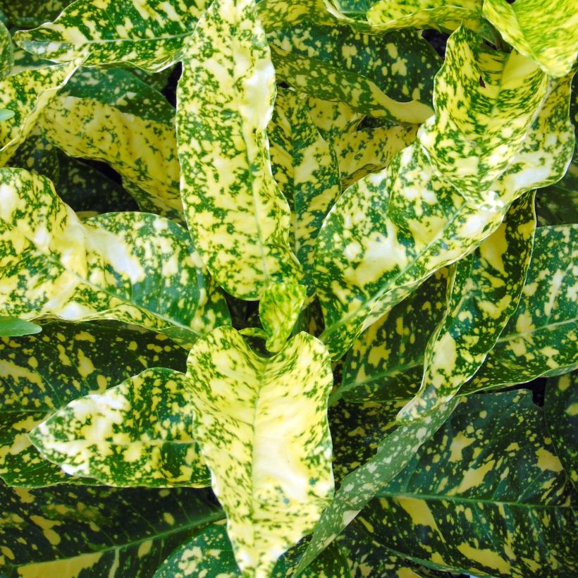 Aucuba japonica Crotonifolia (Folhagem)