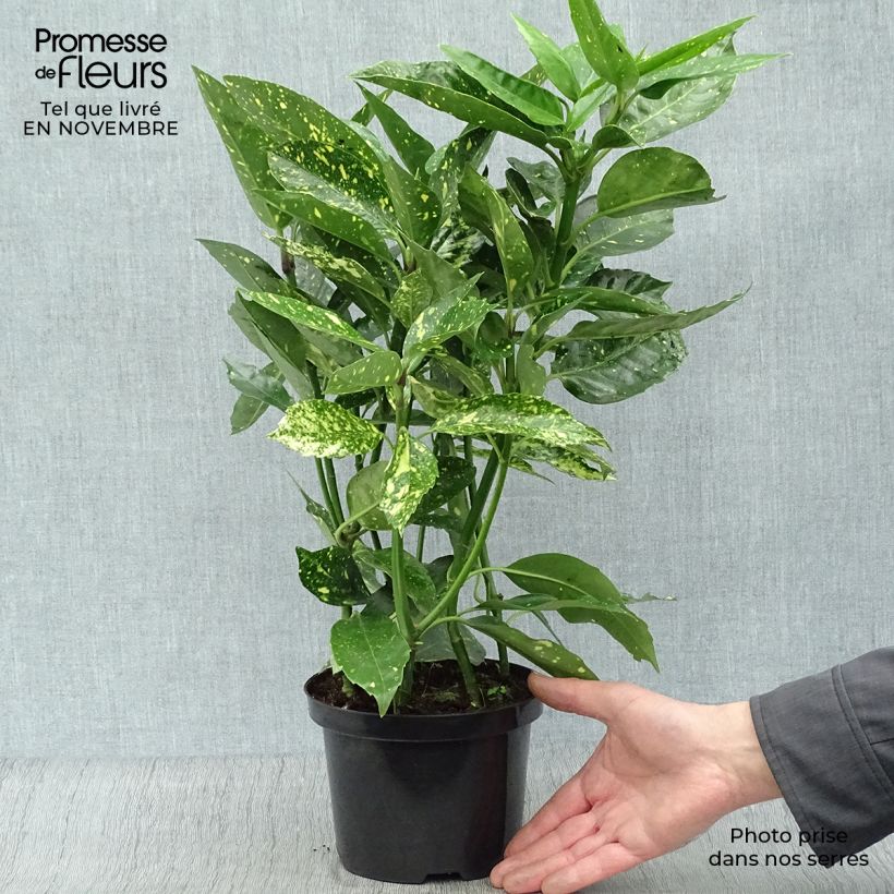 Spécimen de Aucuba japonica Variegata Pot de 2L/3L tel que livré en automne