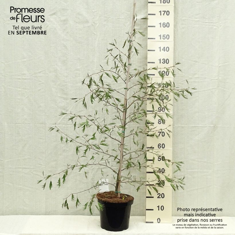 Spécimen de Aulne glutineux - Alnus glutinosa Imperialis Pot de 7,5L/10L tel que livré en automne