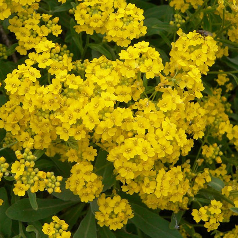 Alyssum saxatilis Goldkugel (Floração)