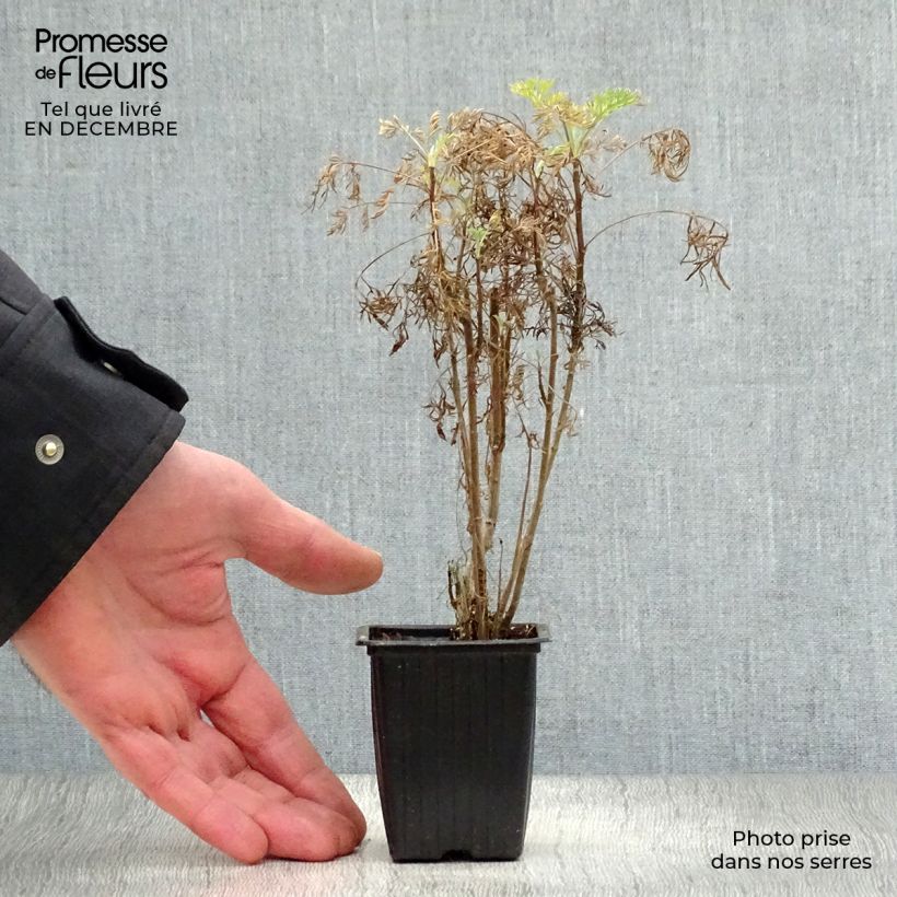 Spécimen de Aurone - Artemisia abrotanum Godet de 7/8 cm tel que livré en hiver