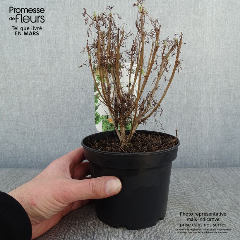 Spécimen de Aurone - Artemisia abrotanum Pot de 1,5L/2L tel que livré en hiver