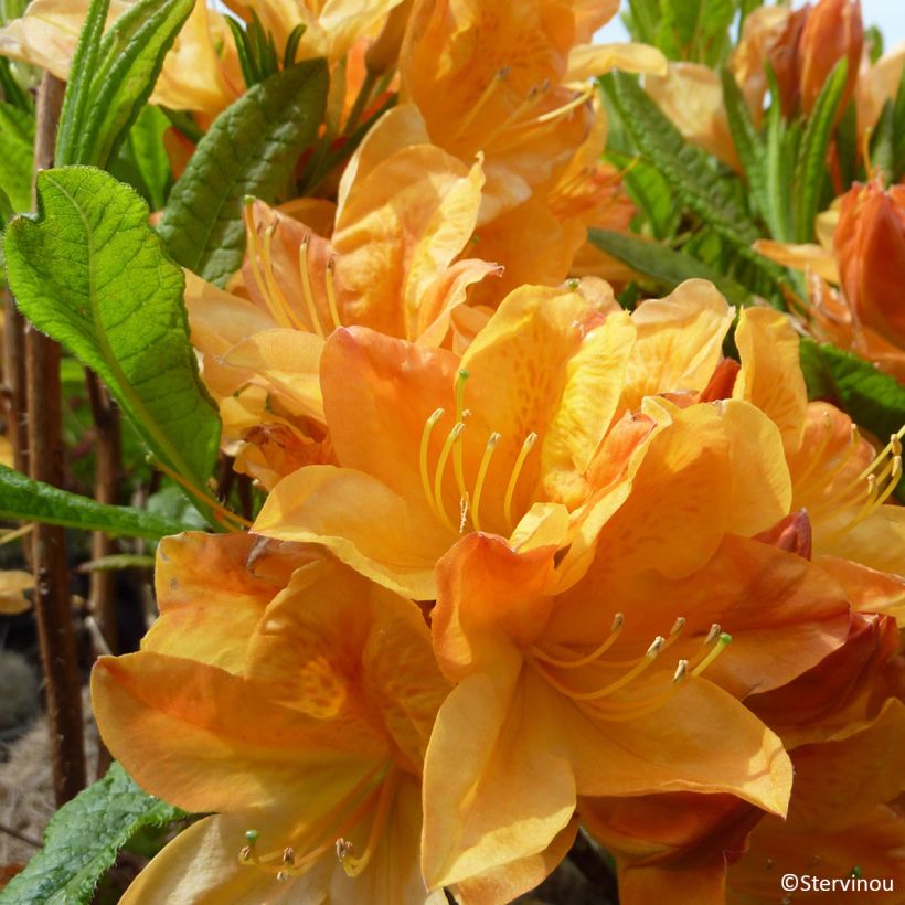 Azalée de Chine Hortulanus H Witte - Azalea mollis (Floraison)