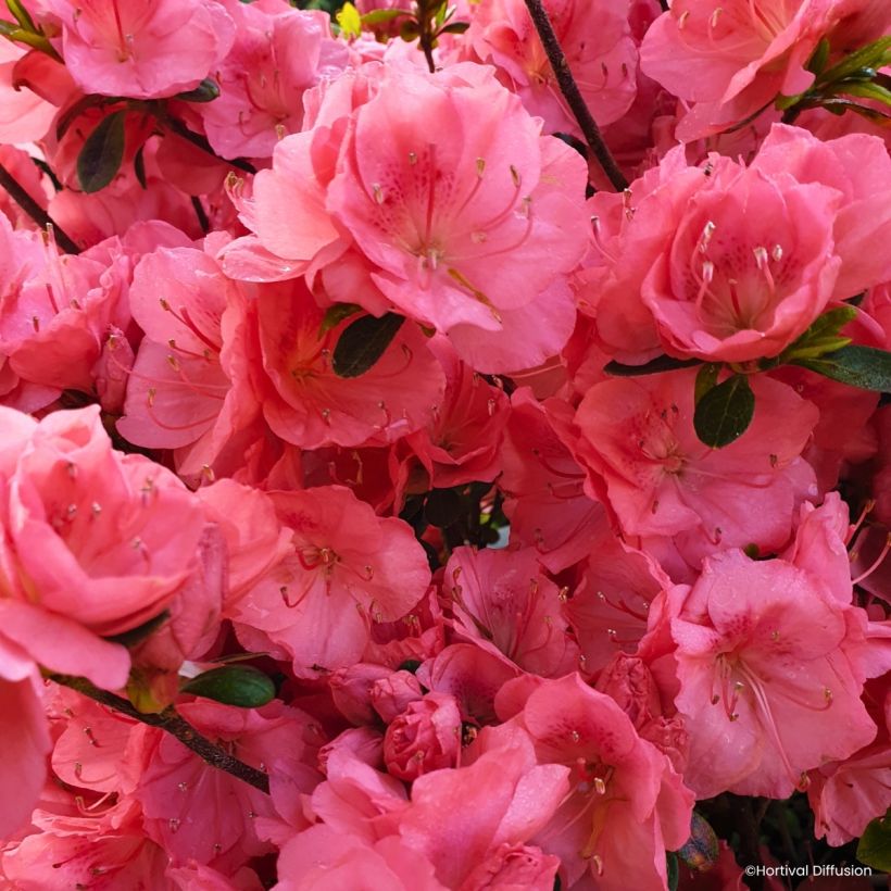 Azalée du Japon Flash Dance Salmon - Rhododendron hybride (Floraison)