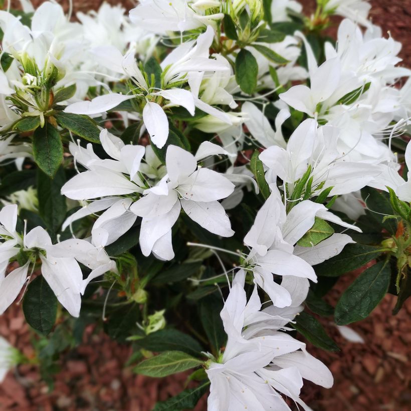 Azalée du Japon Koromo shikibu White - Rhododendron hybride (Floraison)