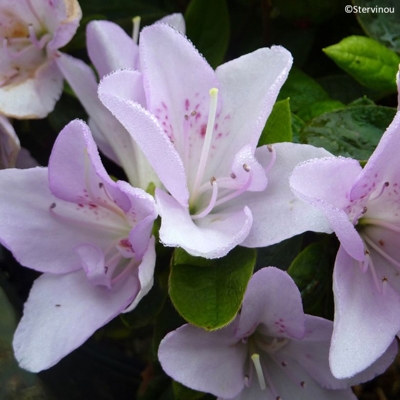 Azalée du Japon Rêve de Lilas - Rhododendron hybride (Floraison)