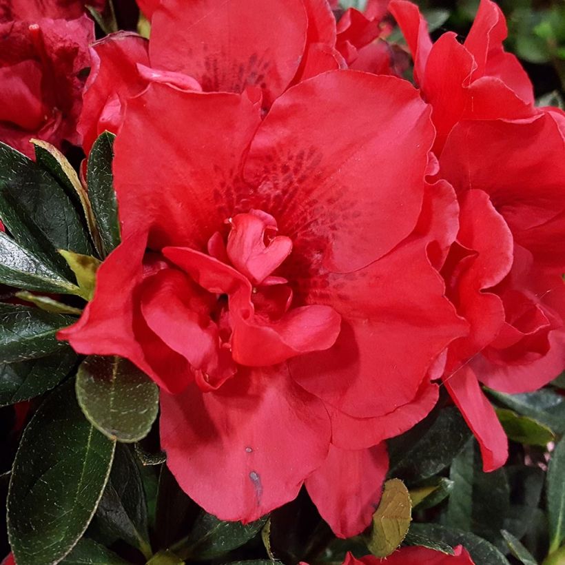 Azalée hybride ENCORE® Autumn Creach (Floraison)