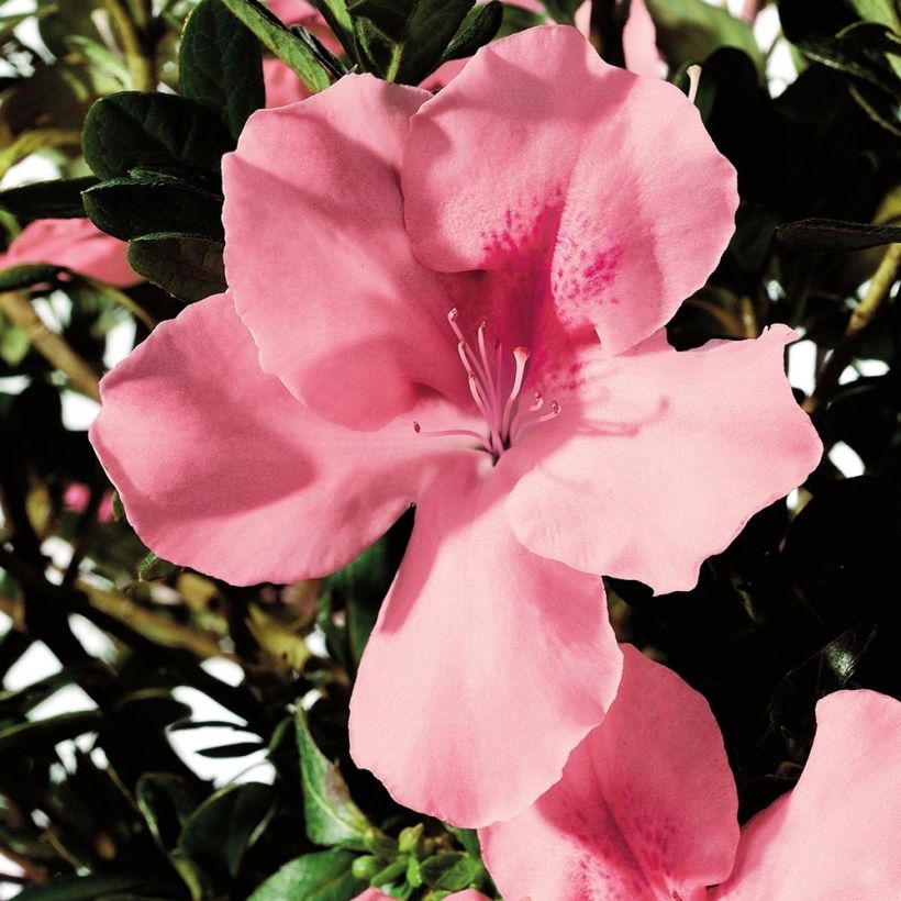 Azalée hybride ENCORE® Debutante (Floraison)
