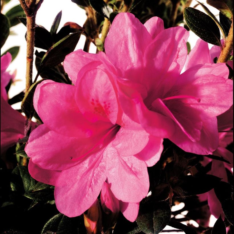 Azalée hybride ENCORE® Empress (Floraison)