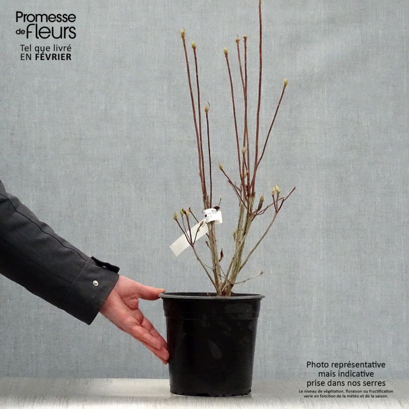 Spécimen de Azalée caduque Knap Hill-Exbury Satan  Pot de 4L/5L tel que livré en hiver