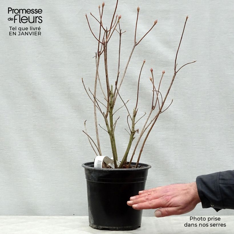 Spécimen de Azalée Glowing Embers - Rhododendron molle Pot de 4L/5L tel que livré en hiver