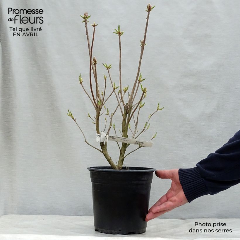 Spécimen de Azalée Glowing Embers - Rhododendron molle Pot de 4L/5L tel que livré au printemps