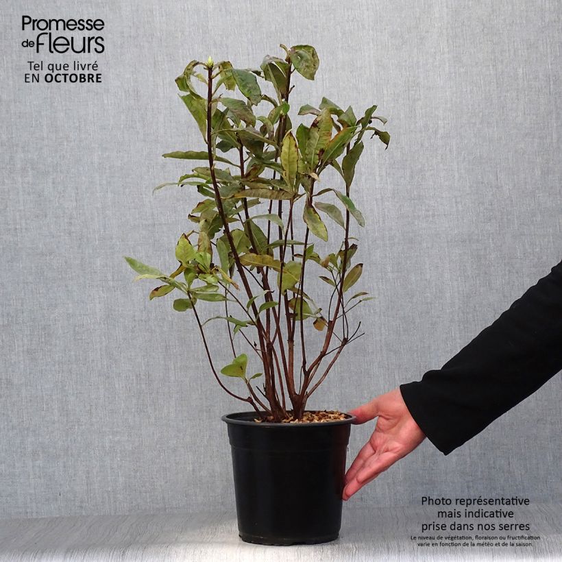 Spécimen de Azalée Glowing Embers - Rhododendron molle Pot de 4L/5L tel que livré en automne