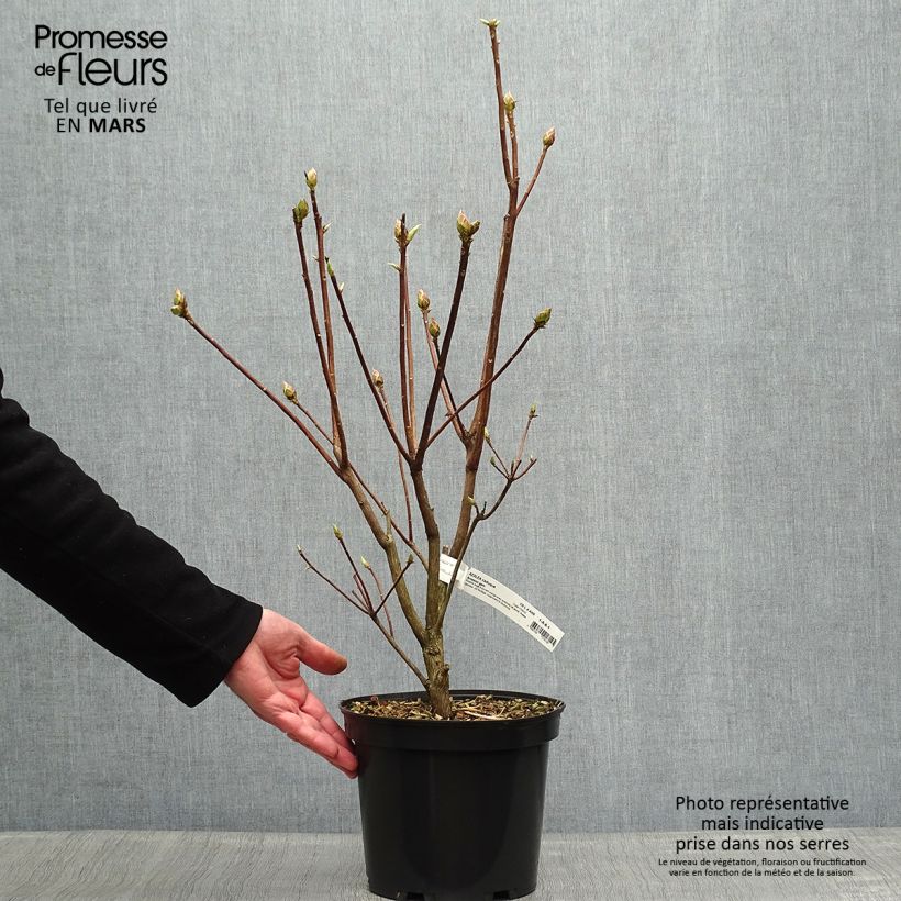 Spécimen de Azalée de Chine Arneson Gem  Pot de 4L/5L tel que livré au printemps